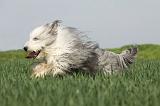 BEARDED COLLIE 108